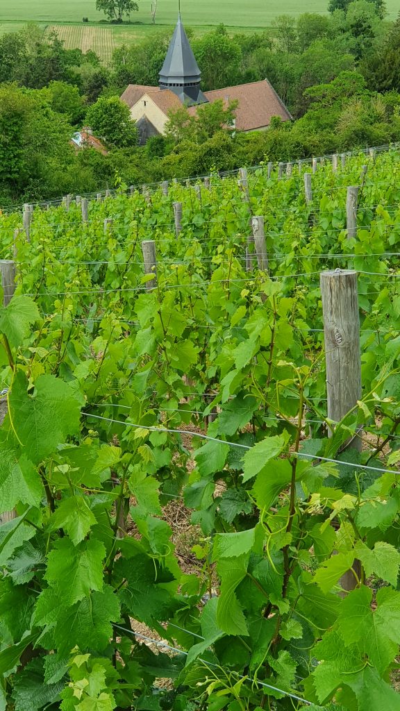 L'église Sainte-Radegonde de Giverny pointe son clocher juste en dessous des rangs de vigne.