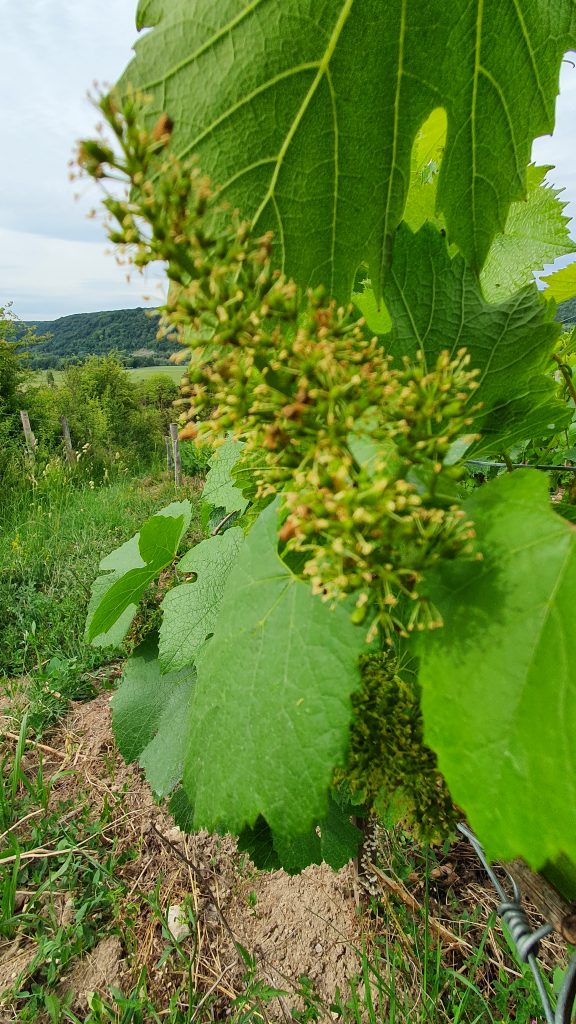 La fleur devient petit à petit fruit, c'est la période de la nouaison à la vigne 