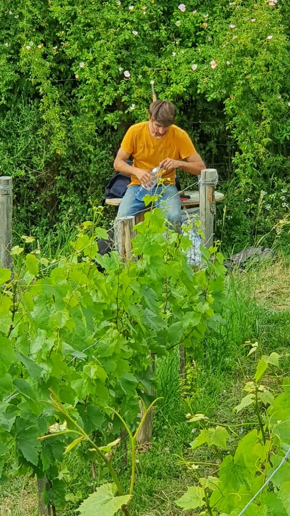 Pause dans les vignes pour Camille entre deux sessions de débroussaillage.