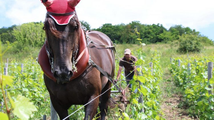 Le travail de labour avec un cheval permet de moins tasser la terre qu'un gros tracteur.  