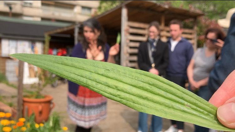 Gros plan sur une feuille de plantain, avec en fond Sarah Dumont et quelques personnes qui écoutent son exposé.