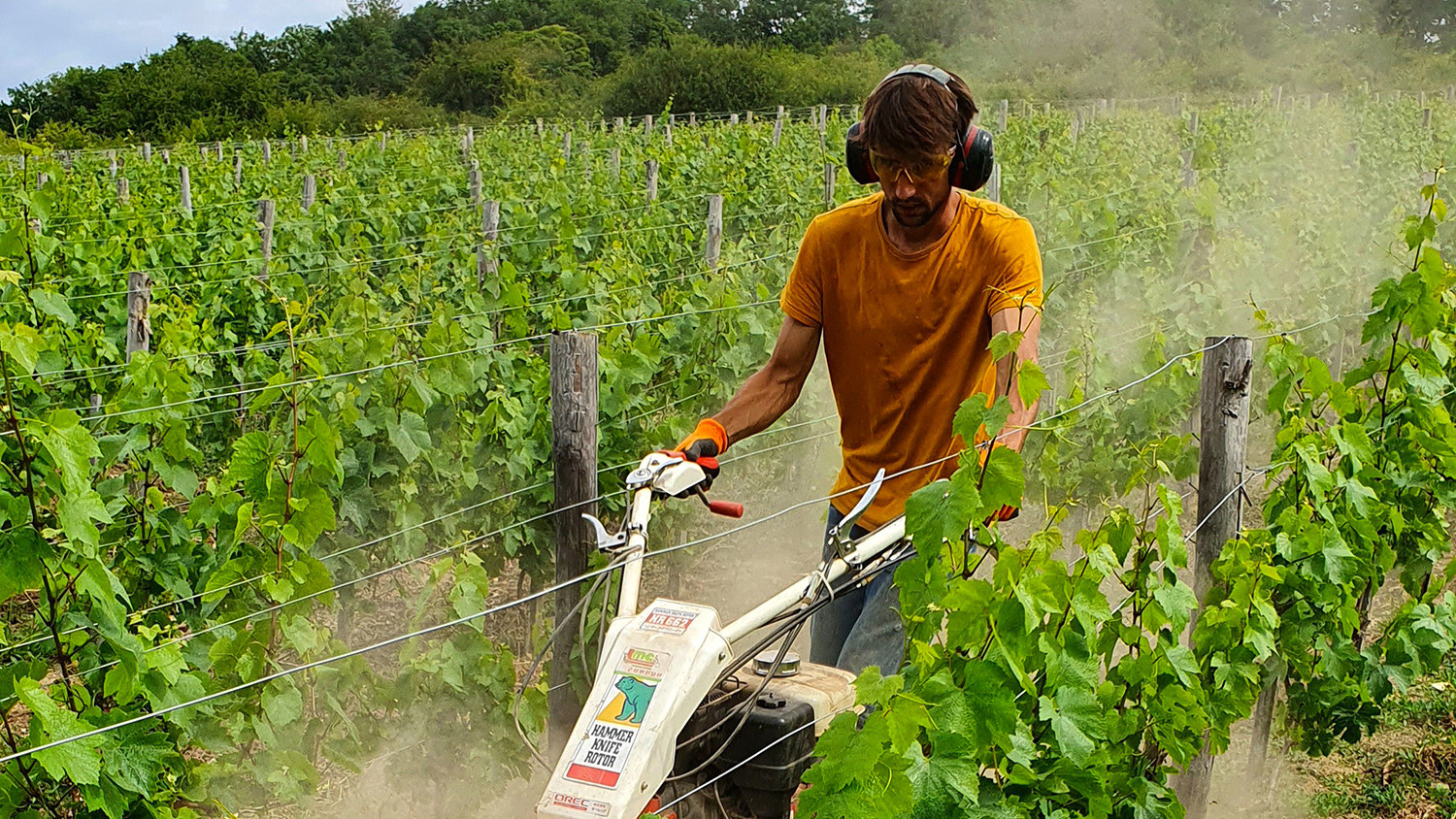 Du vin en Normandie