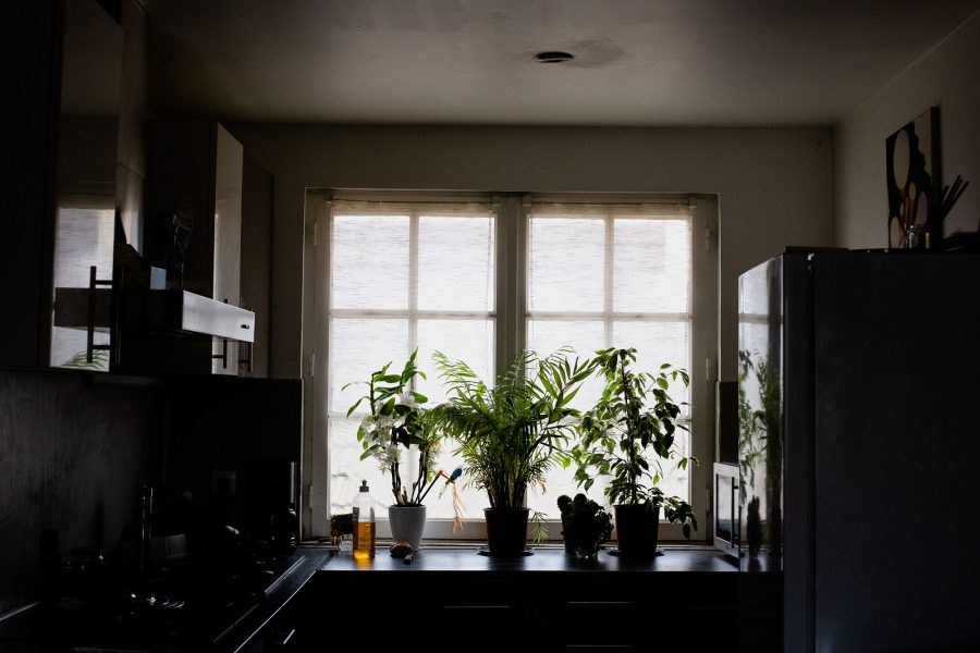 Plantes photographiées en contre-jour devant la fenêtre de l'espace cuisine chez Gilles C., climato-sceptique