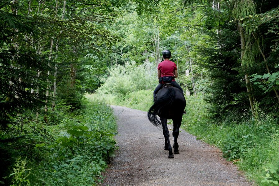 Un cavalier ou une cavalière, vu·e de dos, randonne à cheval sur un sentier  en pleine forêt estivale.